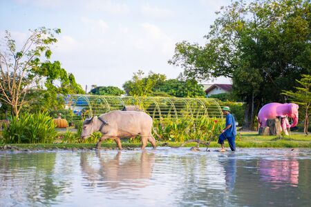 11 December 2019-phuket : plow rice field with buffalo,fieldのeditorial素材