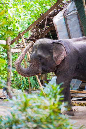 old elephant in elephant camp,animalの写真素材