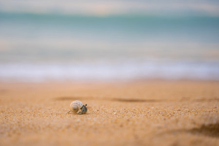 little hermit crab walkon the beach,hermit crab