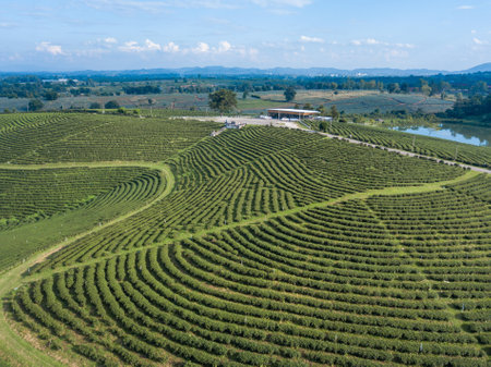 green tea plantation in Chiang Rai-Thailand,tea plantationの写真素材