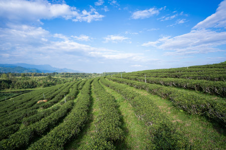 green tea plantation in Chiang Rai-Thailand,tea plantationの写真素材