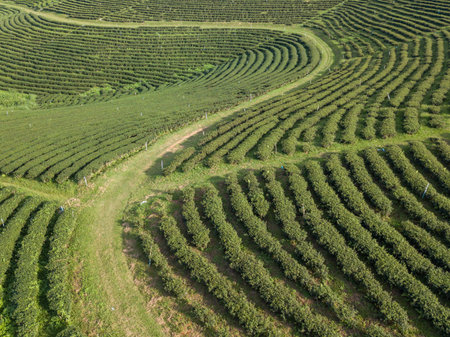 green tea plantation in Chiang Rai-Thailand,tea plantationの写真素材