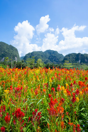 beautiful safflower in flower field,safflowerの写真素材