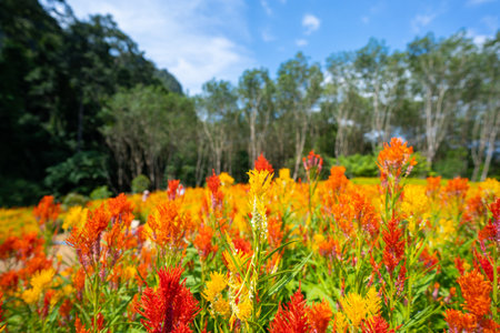 beautiful safflower in flower field,safflowerの写真素材