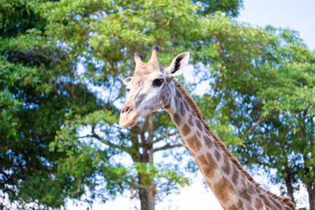 giraffe long neck in the zoo,giraffeの写真素材