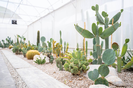 Cactus in the nursery, plant