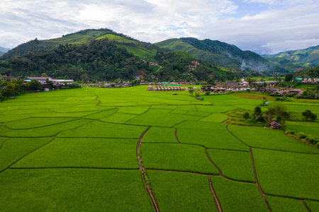 Thai rice fields from above in Thailand,farmの写真素材