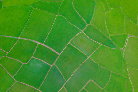 Thai rice fields from above in Thailand,farmの写真素材