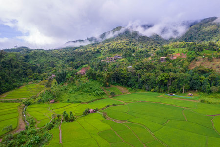 Thai rice fields from above in Thailand,farmの写真素材