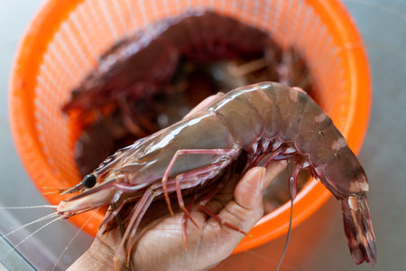 fresh tiger prawns form fish raft,tiger prawnsの写真素材