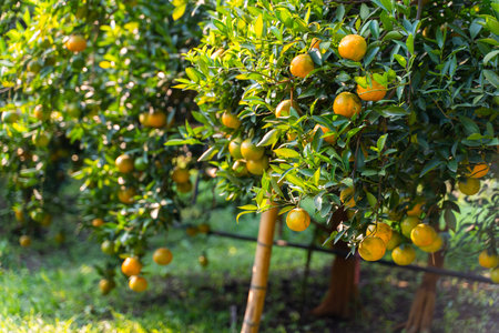 Fresh oranges on the orange tree,orange farmの写真素材