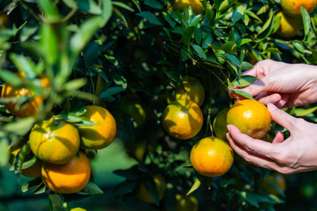 Pick fresh oranges from the orange farm,orangeの写真素材