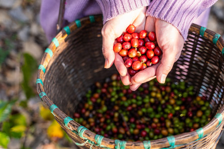 harvest coffee beans from the coffee farm,coffeeの写真素材
