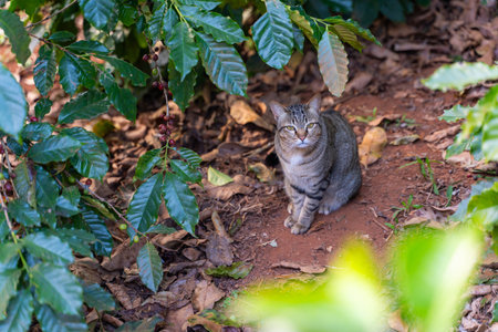 big cat in coffee garden,petの写真素材