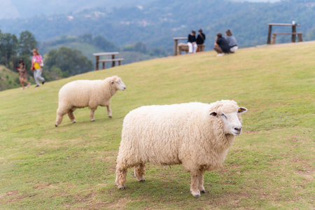 flock of sheep are walking in the meadow,sheepの写真素材