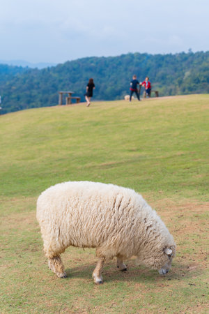 flock of sheep are walking in the meadow,sheepの写真素材