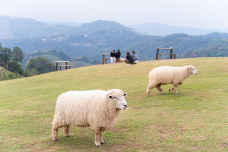 flock of sheep are walking in the meadow,sheepの写真素材
