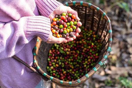 harvest coffee beans from the coffee farm,coffeeの写真素材