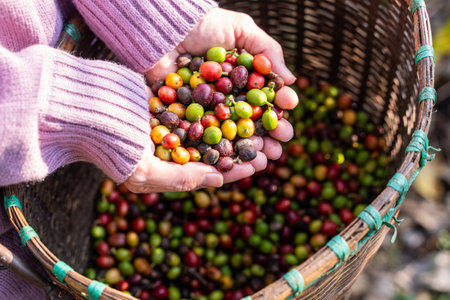 harvest coffee beans from the coffee farm,coffeeの写真素材