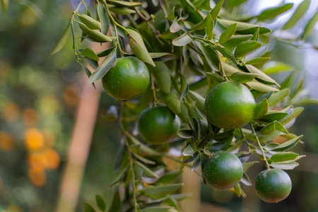 Fresh oranges on the orange tree,orange farm