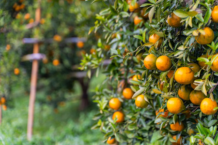 Fresh oranges on the orange tree,orange farmの写真素材