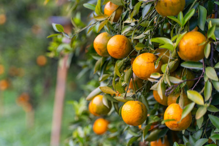 Fresh oranges on the orange tree,orange farmの写真素材