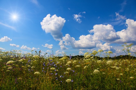 Fresh green grass with bright blue sky