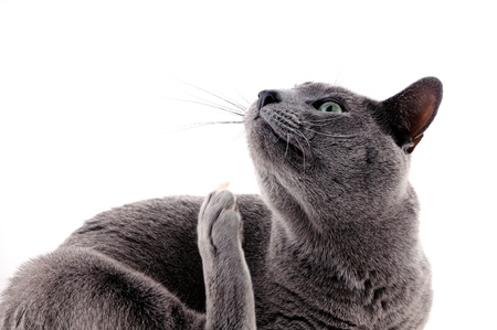 Portrait of a beautiful cat on a white backgroundの写真素材