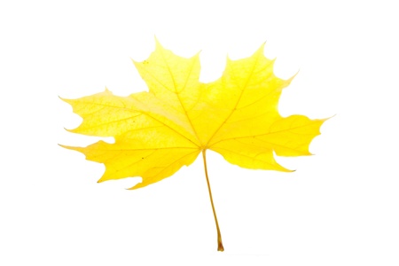 Colorful fall maple leaves isolated on whiteの写真素材