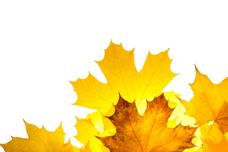 Colorful fall maple leaves isolated on whiteの写真素材