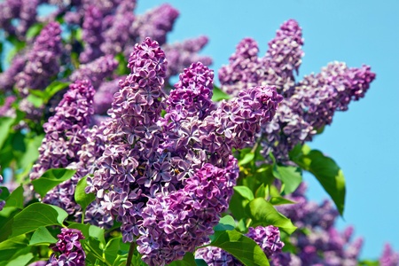 Spring. Lilac blossom on trees