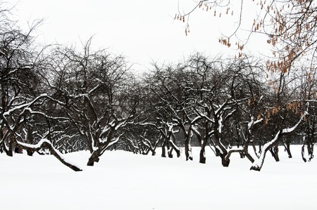 Winter evening  Walks on an orchardの写真素材
