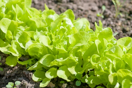 Salad cultivationの写真素材