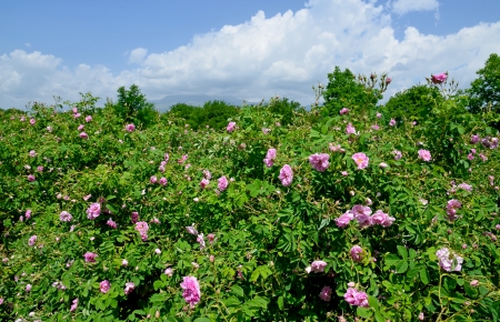The famous rose fields in the Thracian Valley near Kazanlak Bulgariaの写真素材