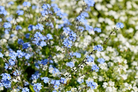 Beautiful spring background from flowersの写真素材