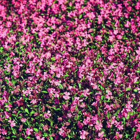 Beautiful spring background from flowers with a retro effectの写真素材