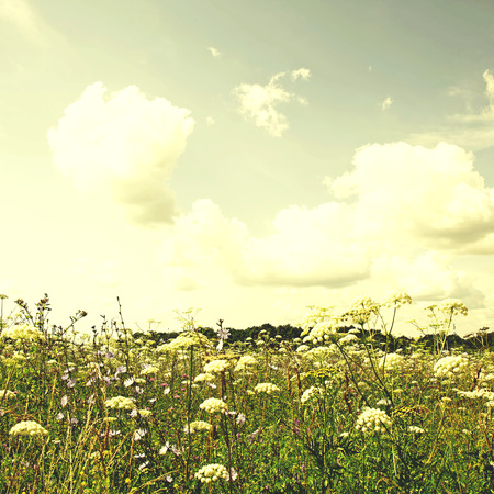 Wildflower meadow and blue sky, vintage retro styleの写真素材