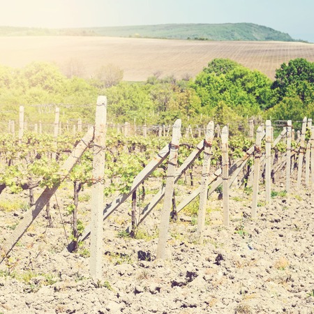 Rows of young grapes in the countrysideの写真素材