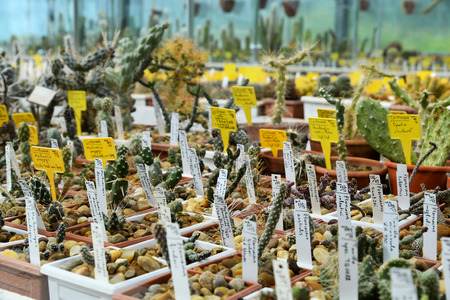 A collection of cactuses in a cactus gardenのeditorial素材