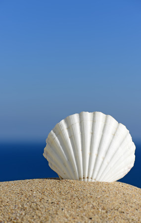 Sea shells with sand as backgroundの写真素材