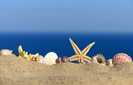 Seashells and starfish on a beach sand. In the background of sea and sky