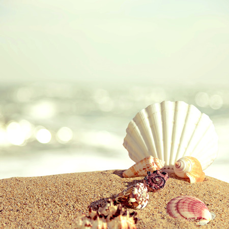 Shells on sandy beach in retro style