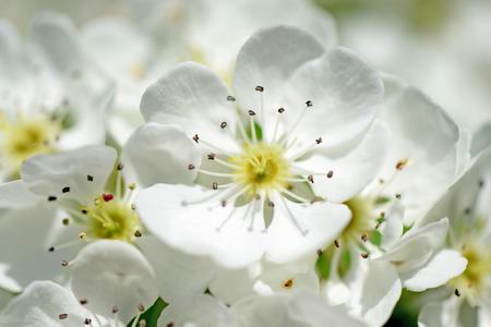 Cherry blossom in full bloomの写真素材