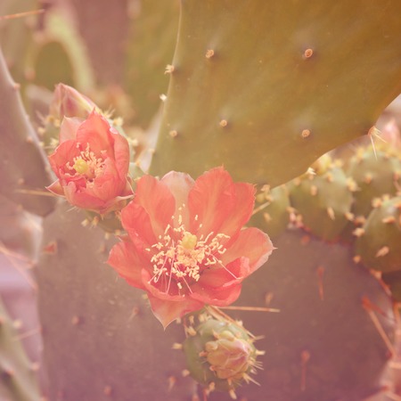 Cactus flower.Special toned photo in vintage styleの写真素材