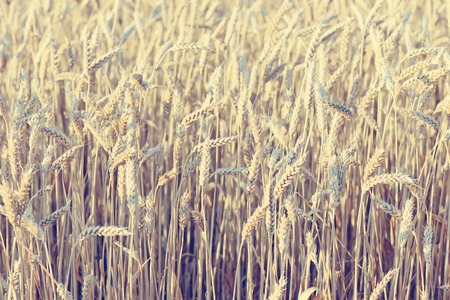 Golden ears of wheat at sunset, before the harvest.Special toned photo in vintage styleの写真素材