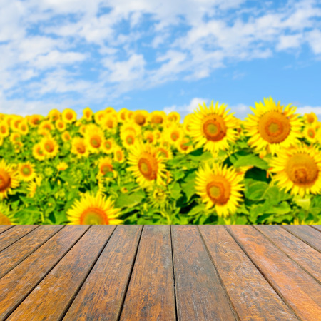 Empty wooden table for product presentation. In the background blurred field of sunflowersの写真素材
