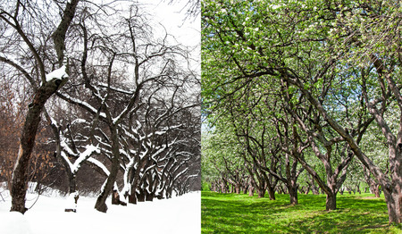 Blossoming apple orchard and the same garden in winter, in the snow.Concept of climate change,seasonality,winter and springの写真素材