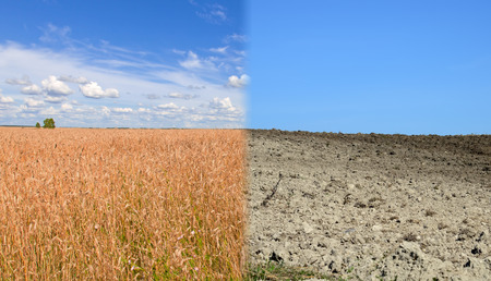 Dry land and fertile soil.Concept of climate change,seasonality,drought and cropの写真素材
