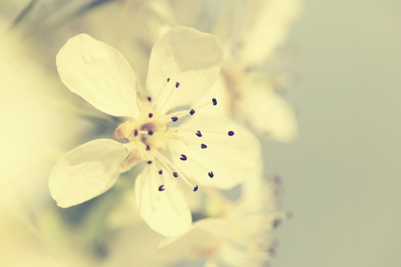 Cherry blossom in full bloom.Special toned photo in retro styleの写真素材