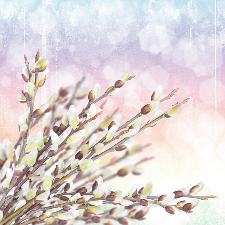 Blooming pussy-willowの写真素材